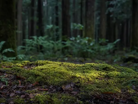 Product staged in the Forest floor scene